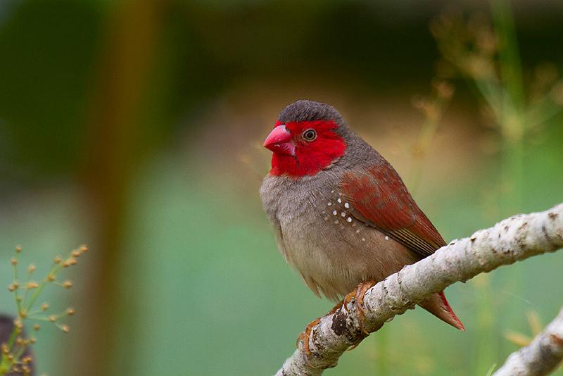 20111120-_MG_5010mw.jpg - Crimson Finch (Neochmia phaeton) - Fogg Dam, NT